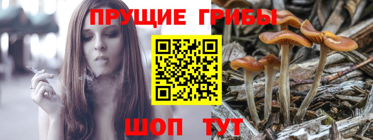 Псилоцибиновые грибы Psilocybine cubensis Отрадное