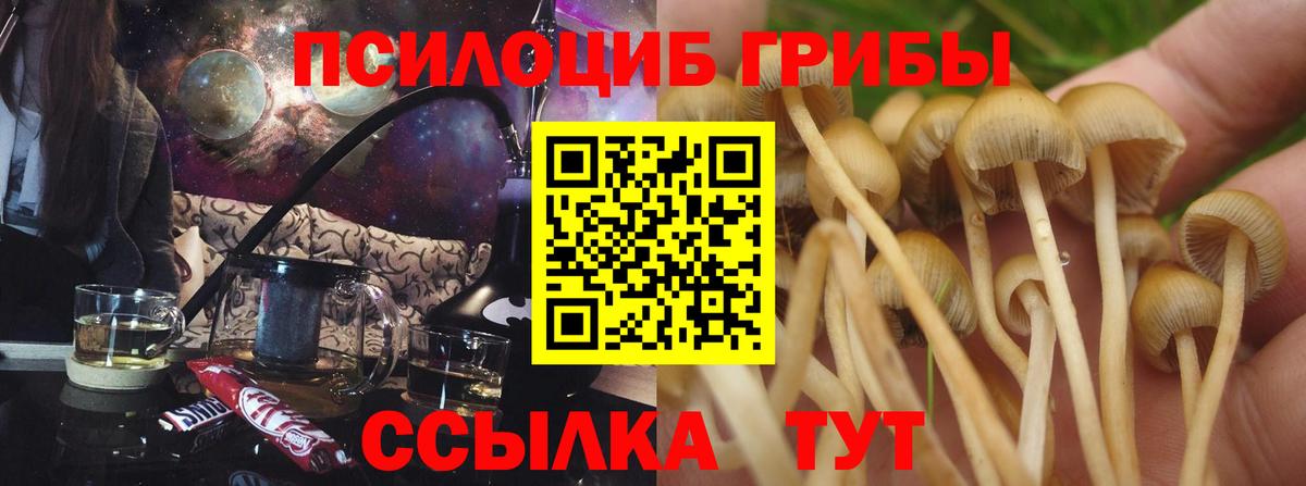 Отрадное  хочу наркоту  Вход с VPN  Галлюциногенные грибы Psilocybine cubensis 